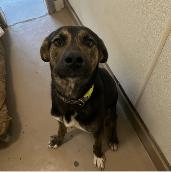 Langley Animal Protection&nbsp;Muzzled?